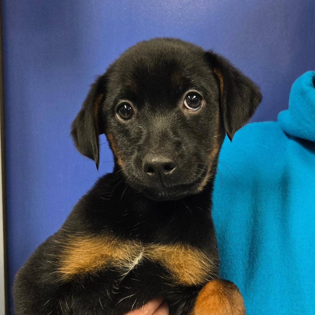 Enlarge CT Luge (Foster in Stafford, CT), a Adoptable mixed breed in Stormville, NY image 5/6