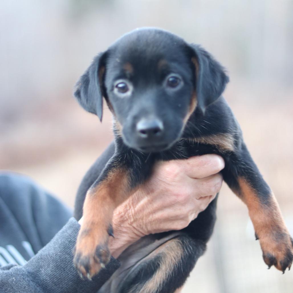 CT Luge, a Adoptable mixed breed in Stormville, NY image 6/6