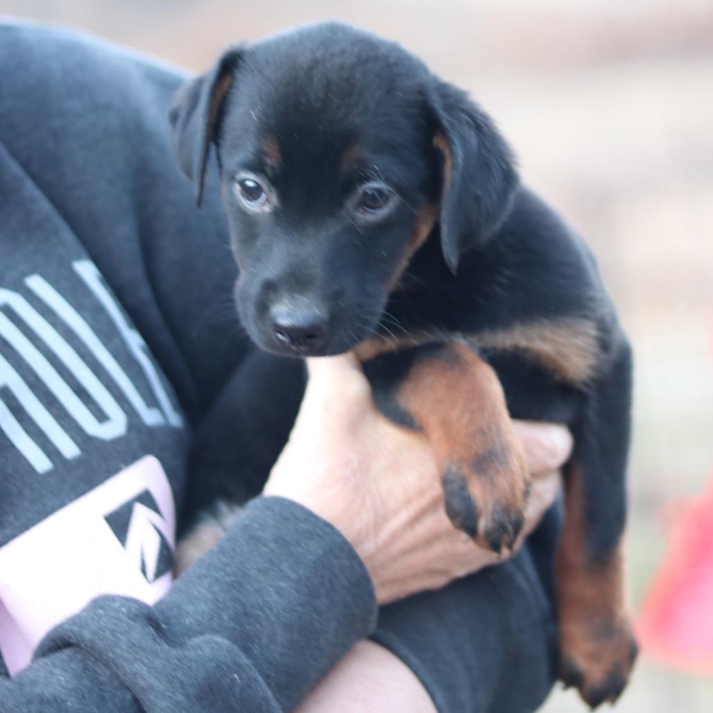 Enlarge CT Luge (Foster in Stafford, CT), a Adoptable mixed breed in Stormville, NY image 6/6