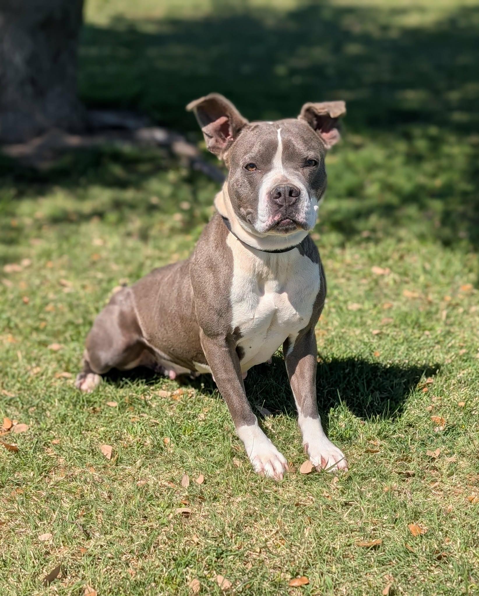 Cupcake , a ADOPTABLE mixed breed in Cleburne, TX image 2/2