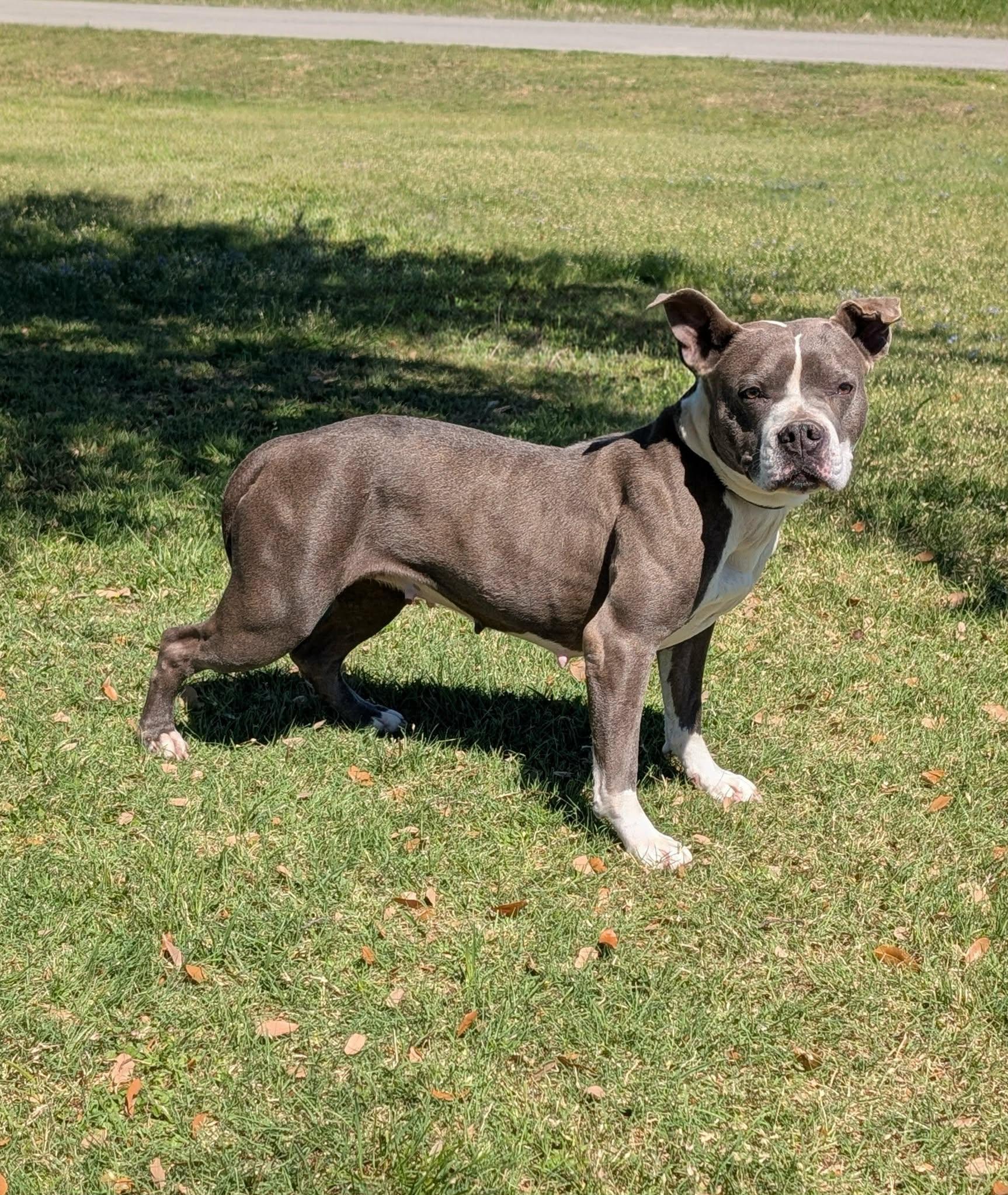 Cupcake , ADOPTABLE, Adult Female Pit Bull Terrier.