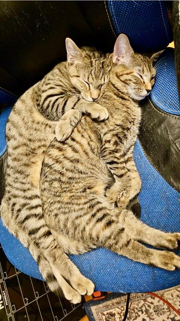 Windows / Linux, Adoptable, Young Male Domestic Short Hair.