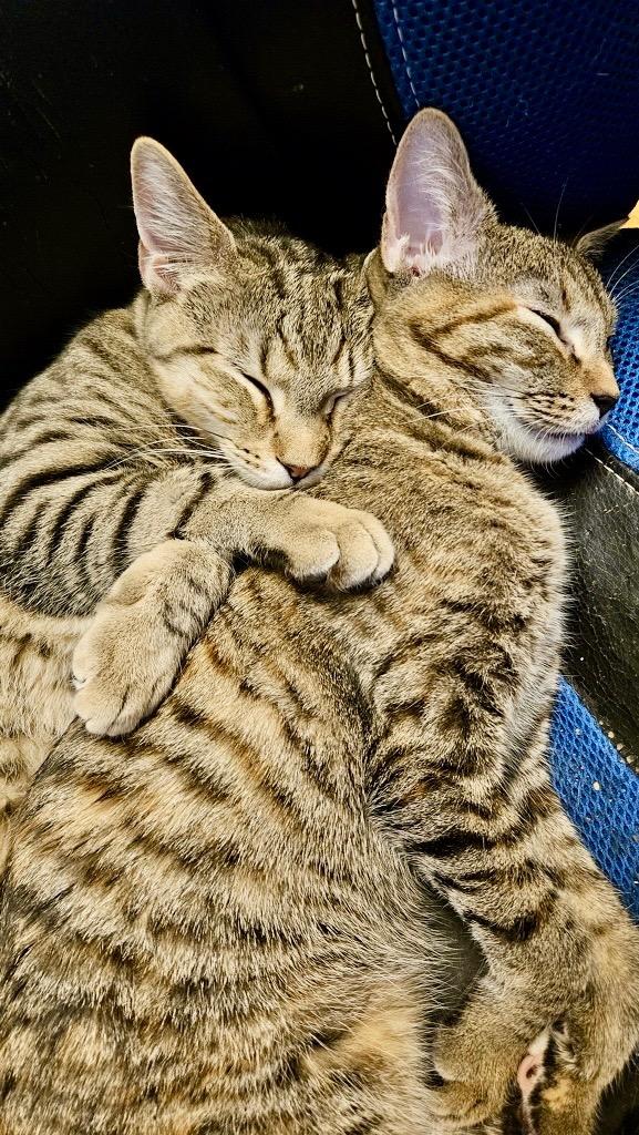 Enlarge Windows / Linux, a Adoptable mixed breed in Parkville, MD image 2/4