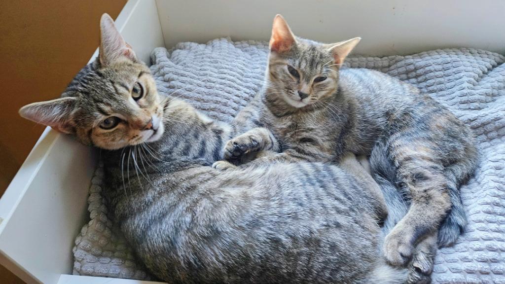 Enlarge Windows / Linux, a Adoptable mixed breed in Parkville, MD image 4/4