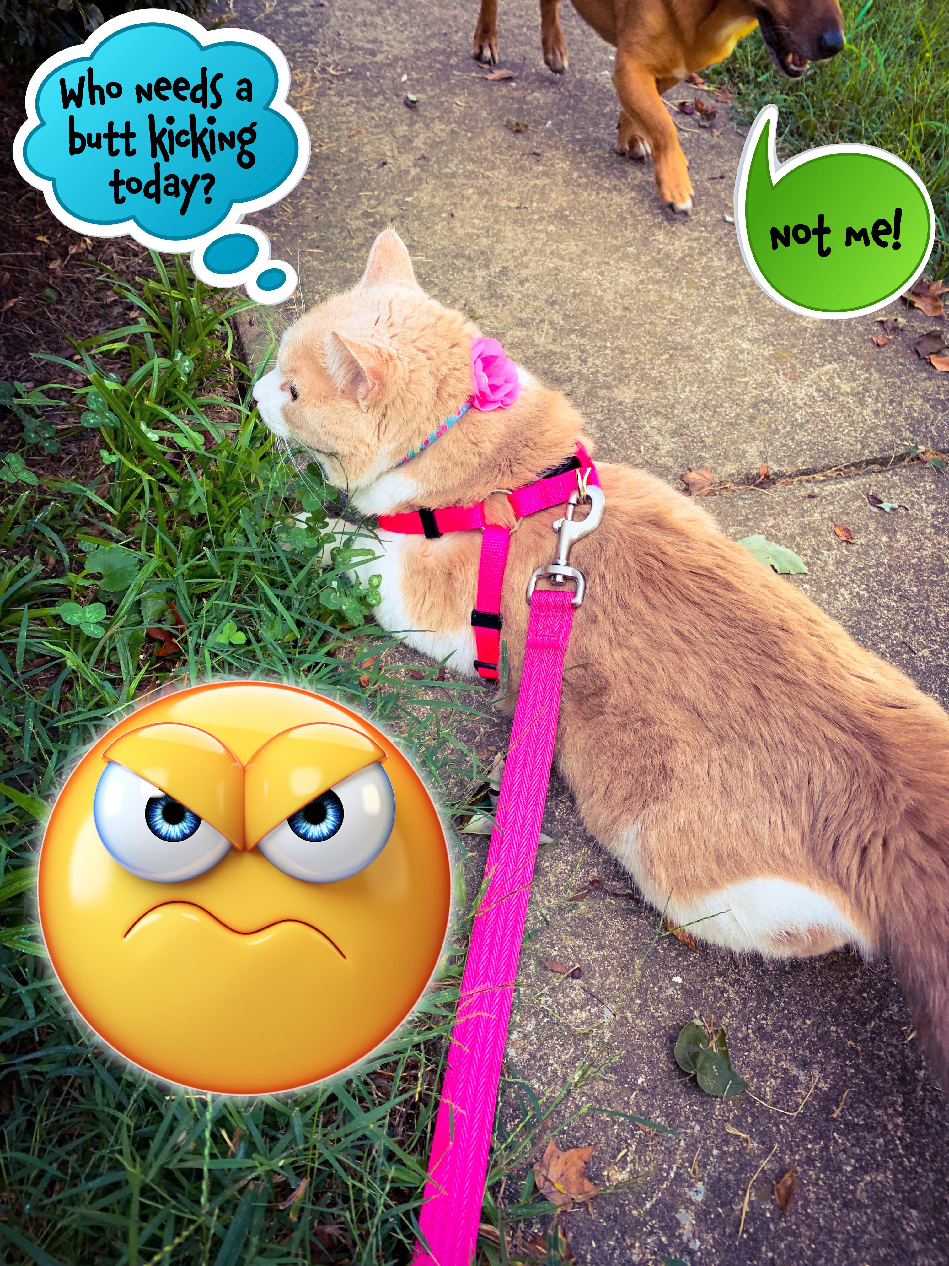 FatCat, adoptable, Adult Male Tabby & American Shorthair.