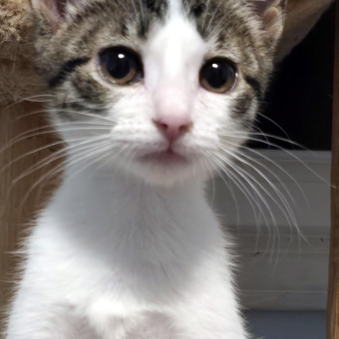 Enlarge Rosie, a Adoptable Domestic Short Hair in Wadsworth, OH image 2/5
