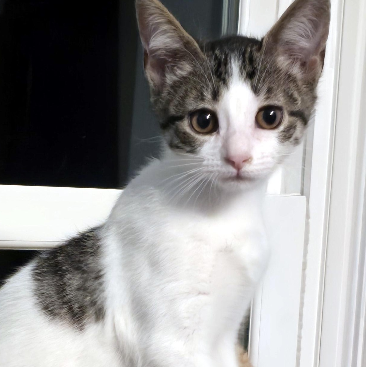 Enlarge Rosie, a Adoptable Domestic Short Hair in Wadsworth, OH image 4/5