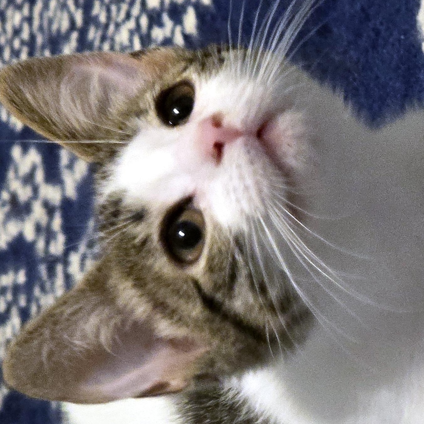 Enlarge Rosie, a Adoptable Domestic Short Hair in Wadsworth, OH image 3/5