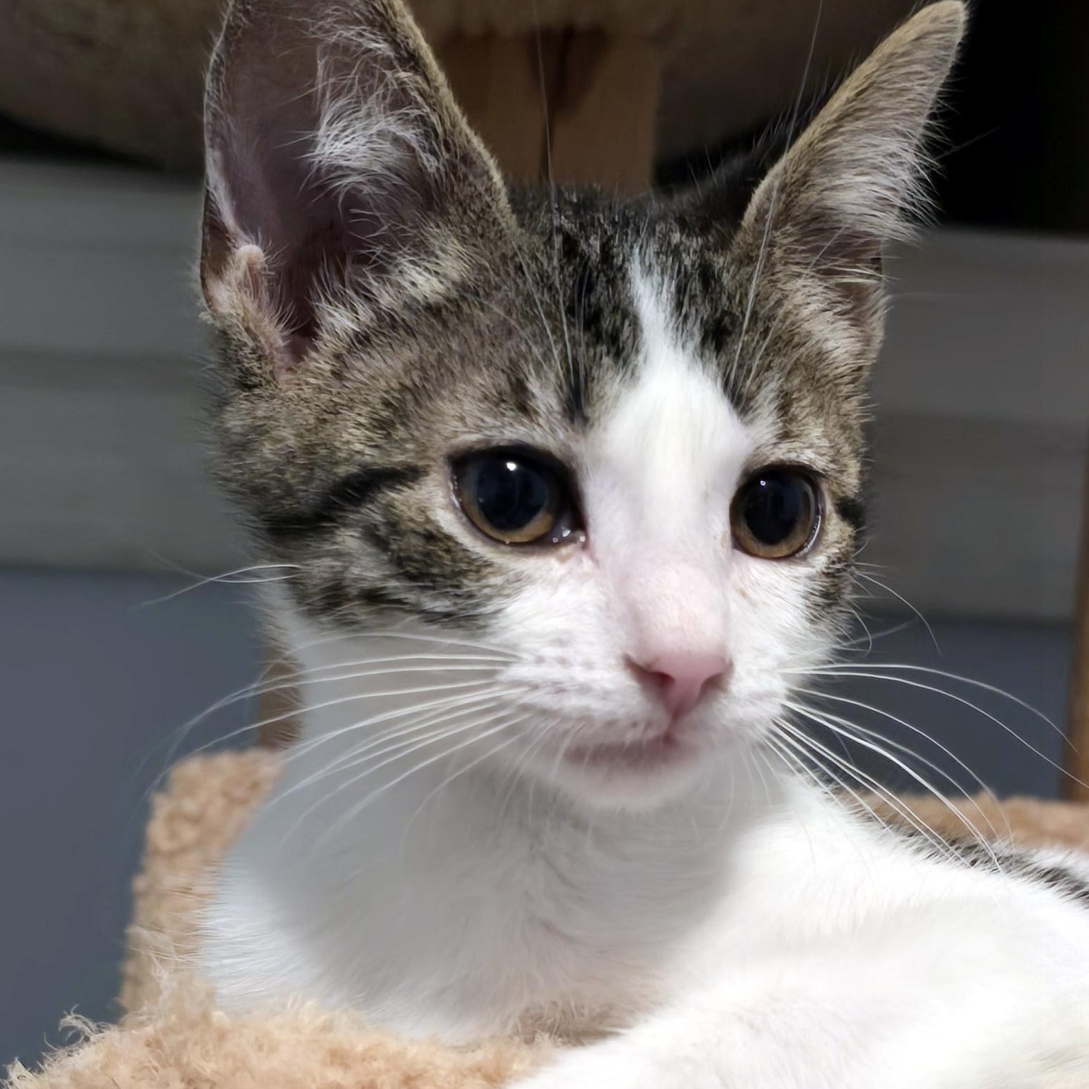 Enlarge Rosie, a Adoptable Domestic Short Hair in Wadsworth, OH image 1/5