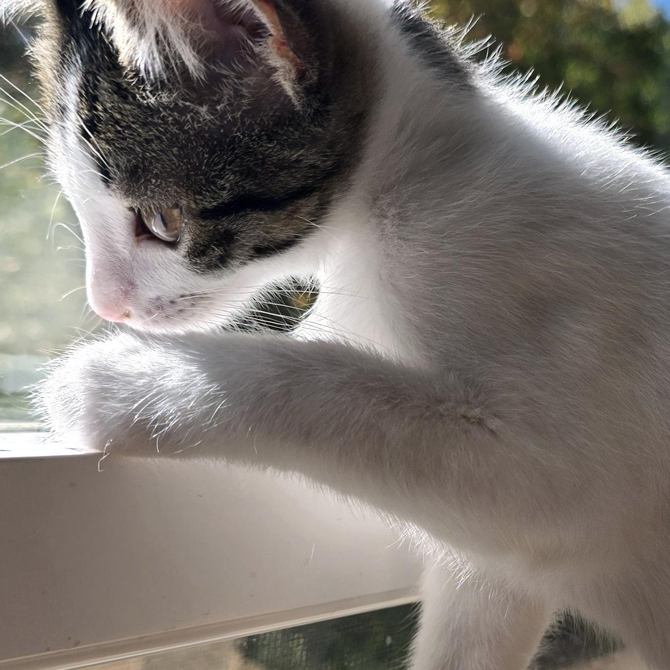 Enlarge Rosie, a Adoptable Domestic Short Hair in Wadsworth, OH image 5/5