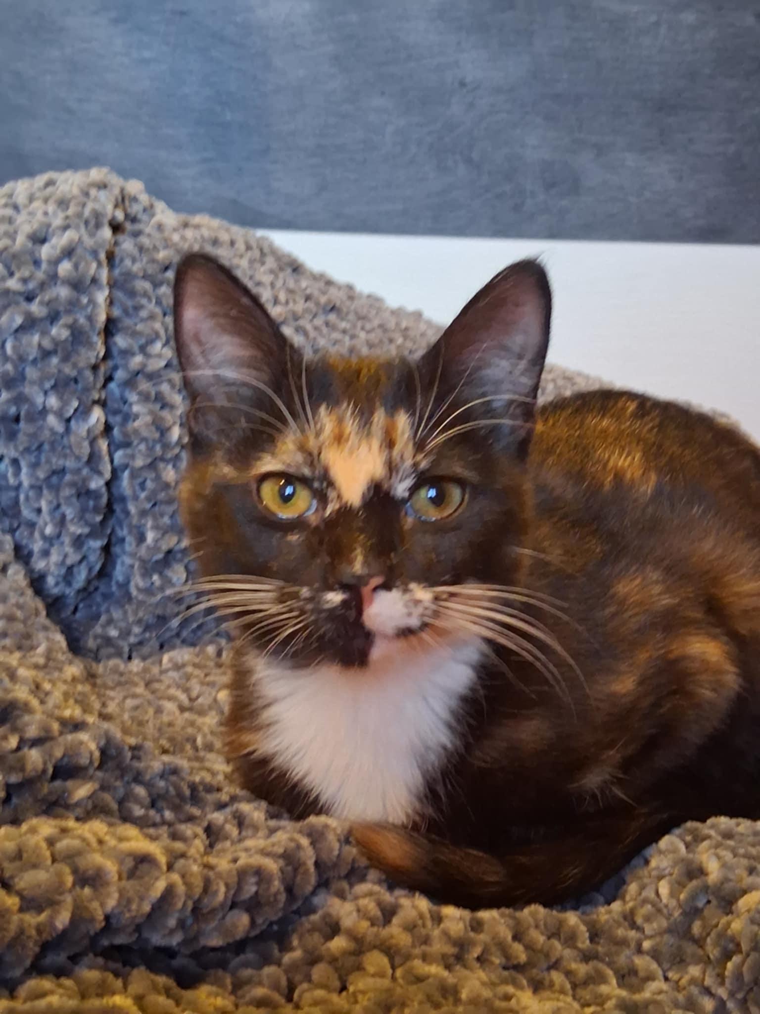 Enlarge Chai, an adopted Domestic Short Hair in Price, UT image 3/6