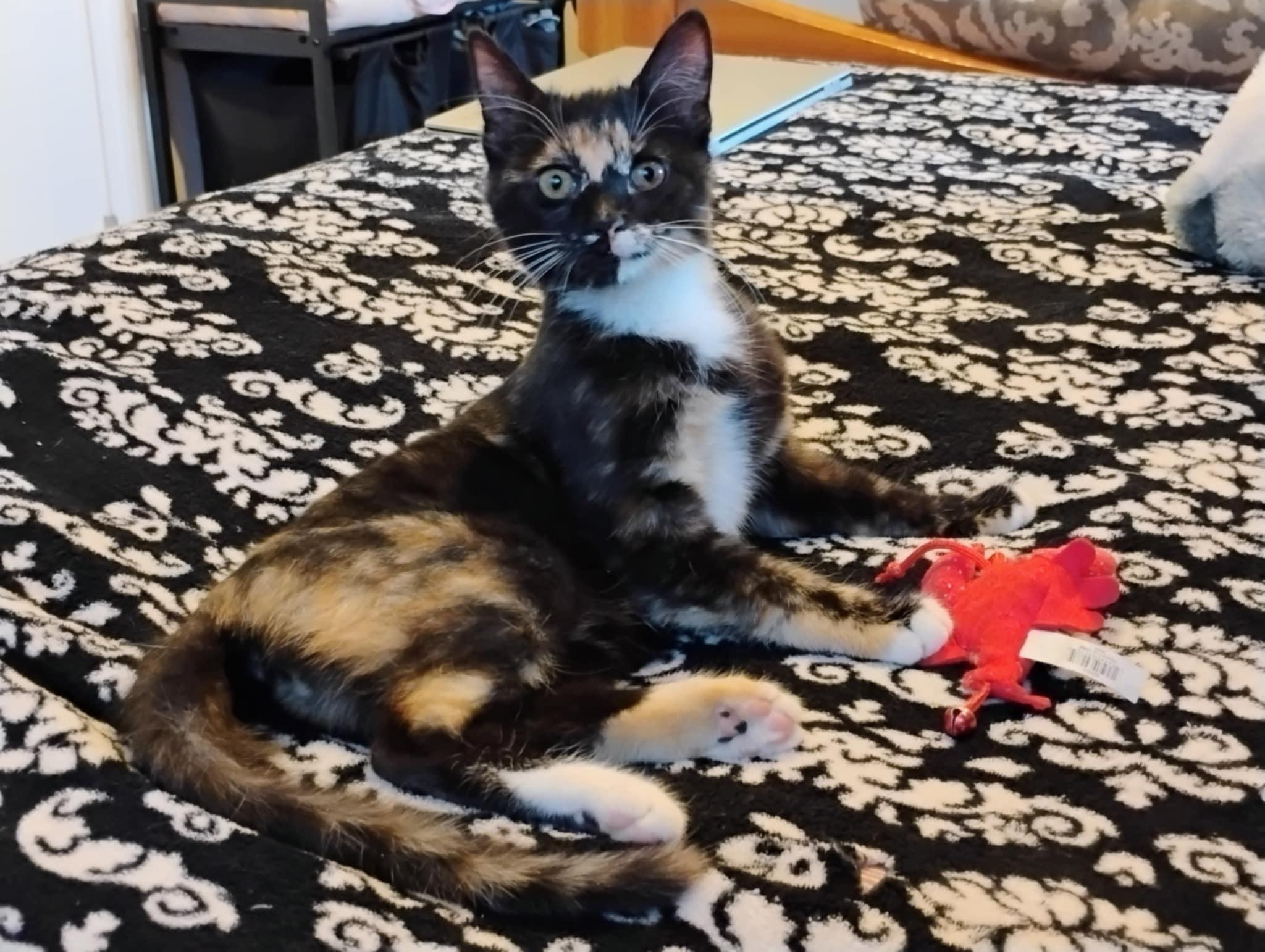 Enlarge Chai, an adopted Domestic Short Hair in Price, UT image 4/6