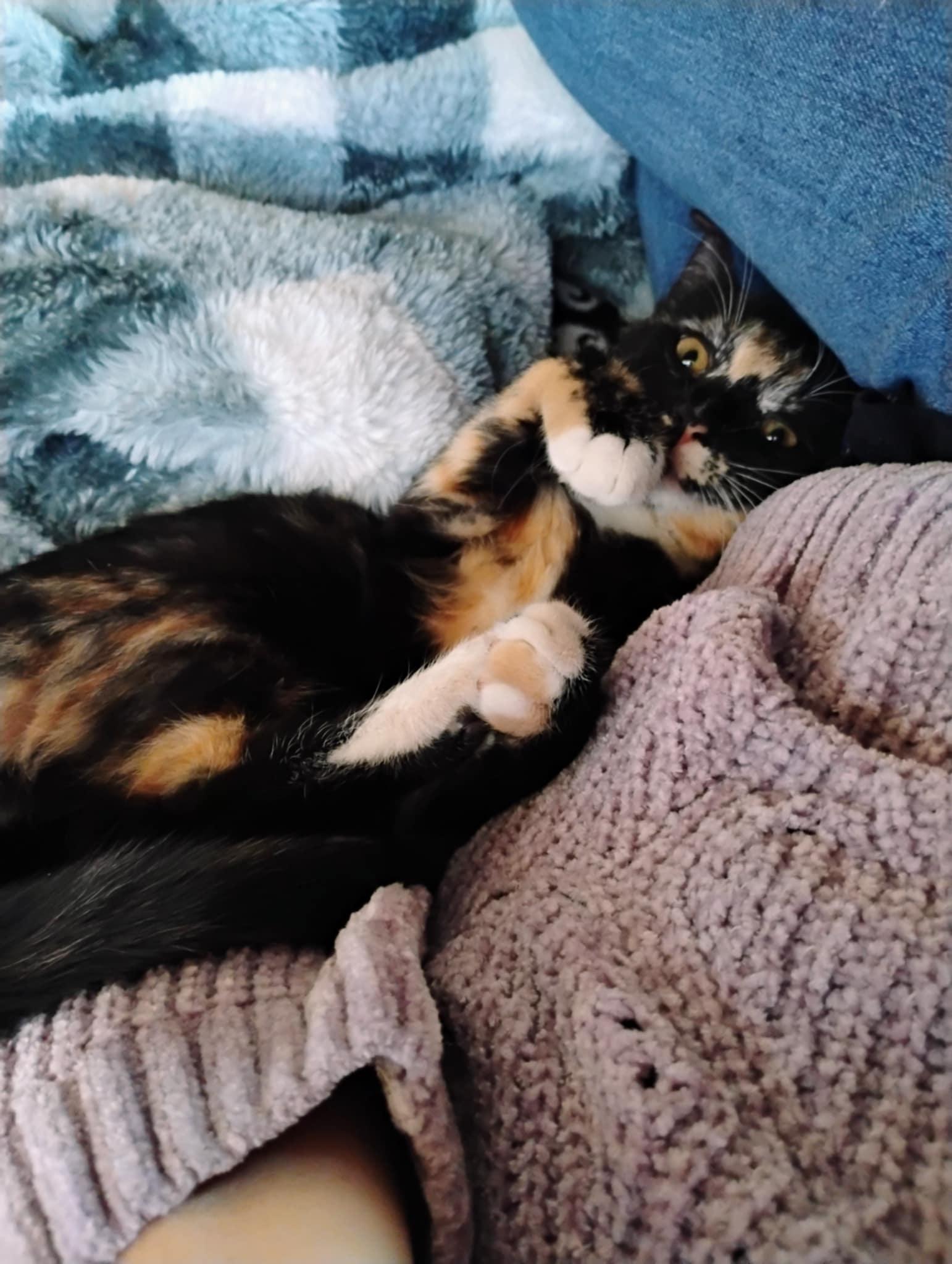 Enlarge Chai, an adopted Domestic Short Hair in Price, UT image 6/6