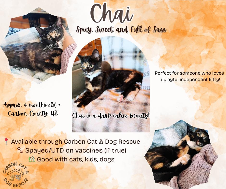 Chai, adopted, Kitten Female Domestic Short Hair.