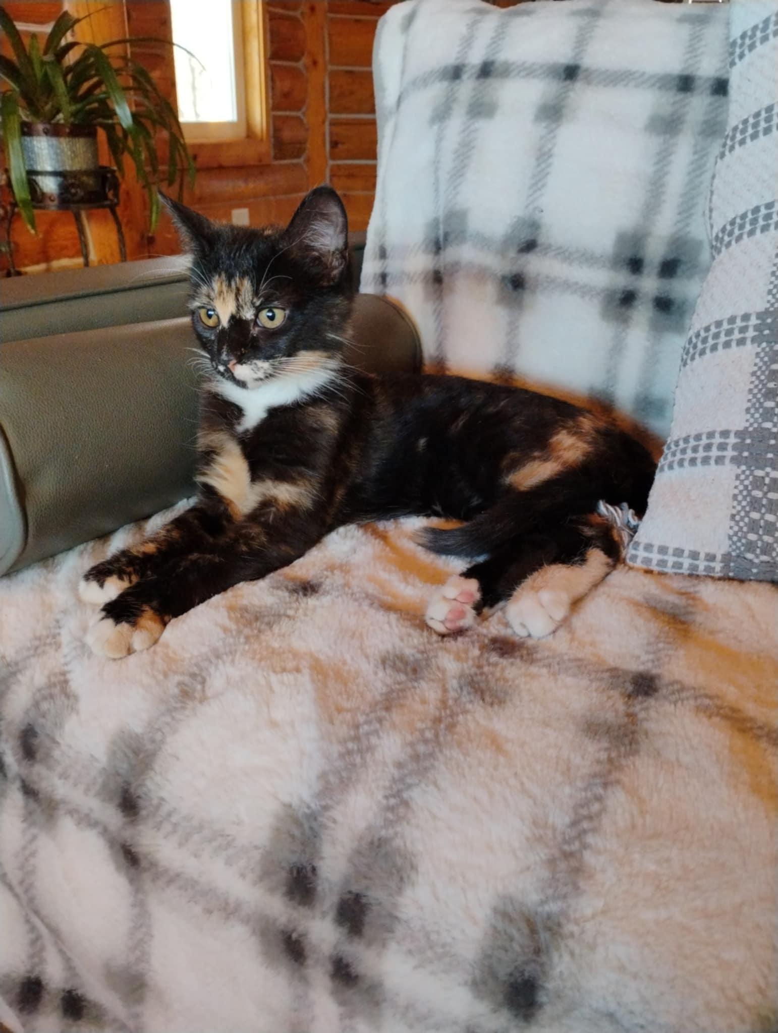 Enlarge Chai, an adopted Domestic Short Hair in Price, UT image 5/6