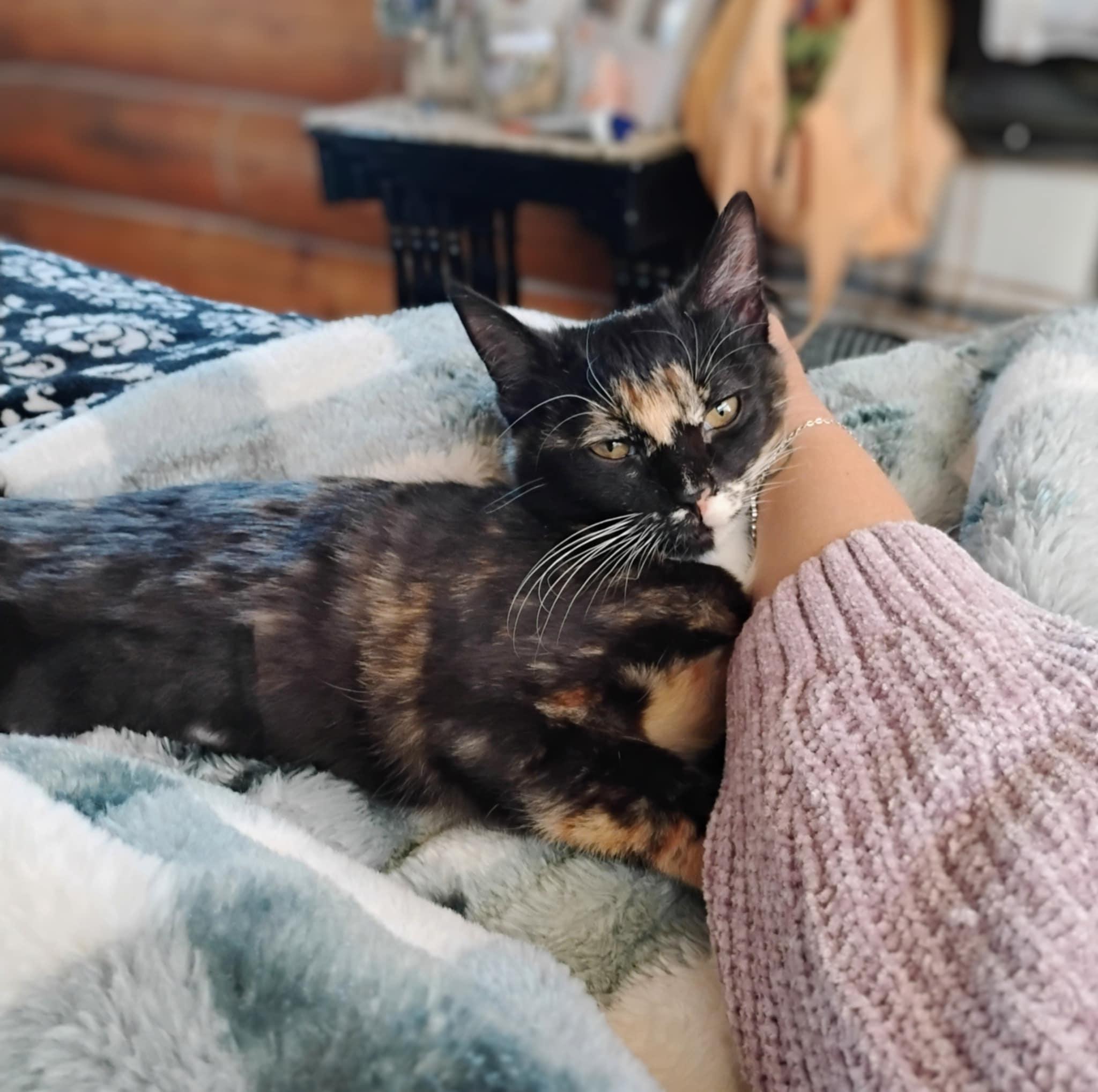 Enlarge Chai, an adopted Domestic Short Hair in Price, UT image 2/6