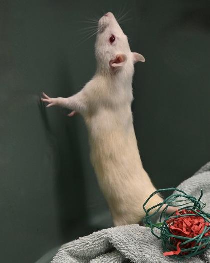 Pink, Adoptable, Adult Female Rat.