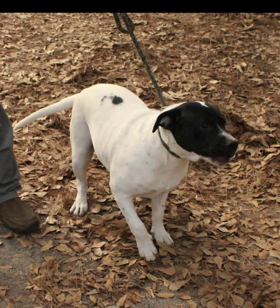 Enlarge Poppie, a Adoptable mixed breed in New Bedford, MA image 1/1
