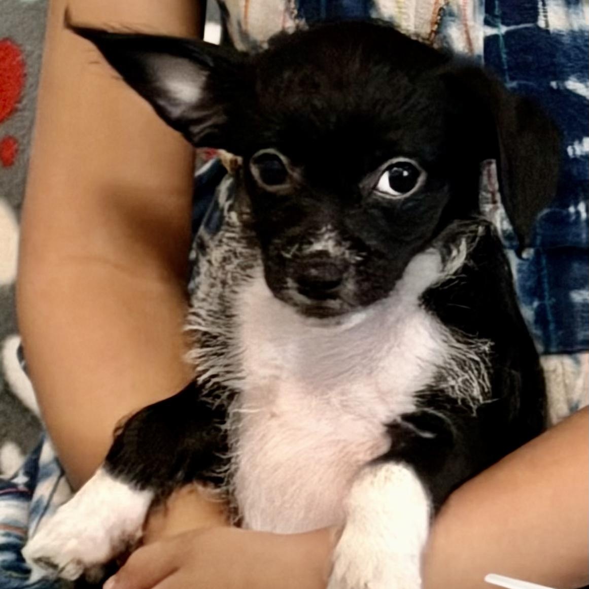 Spritz Worth, Adoptable, Puppy Male Poodle (Toy) & Chihuahua.