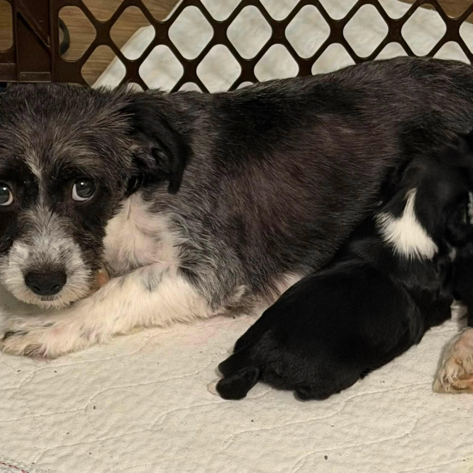 Spritz Worth, a Adoptable mixed breed in Plano, TX image 4/4