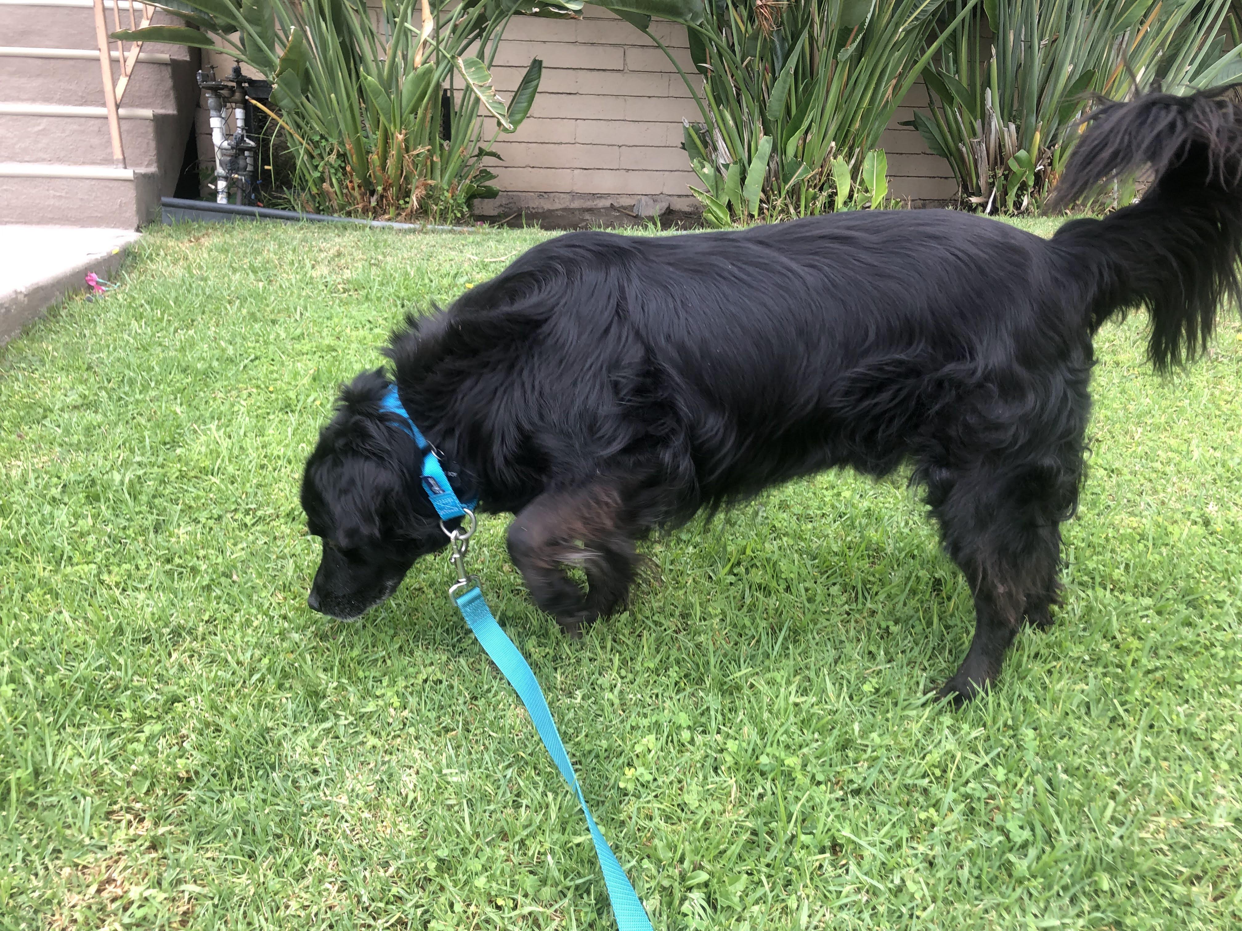 Enlarge Strider, a Adopted mixed breed in Los Angeles, CA image 3/5