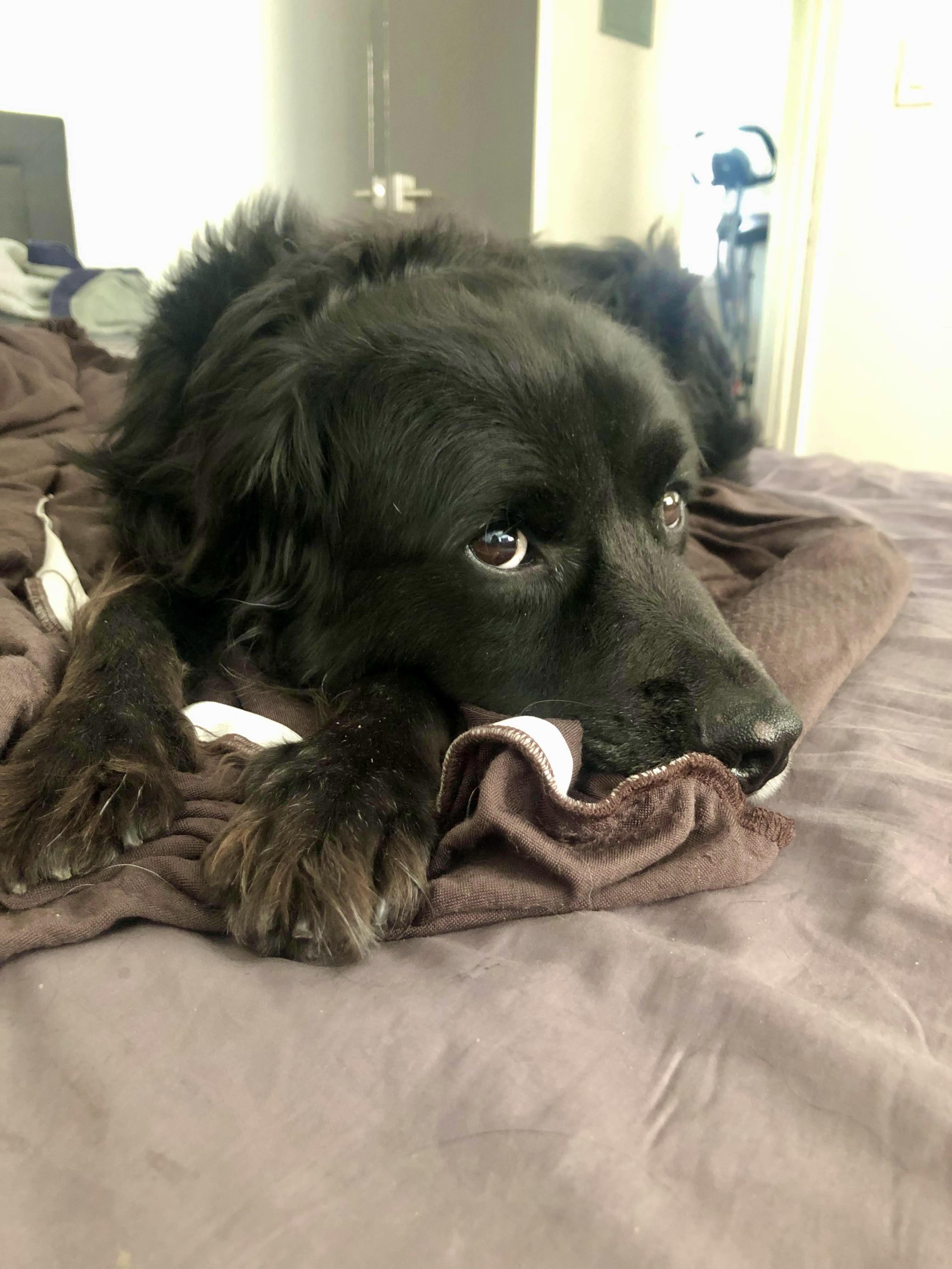 Enlarge Strider, a Adopted mixed breed in Los Angeles, CA image 1/5