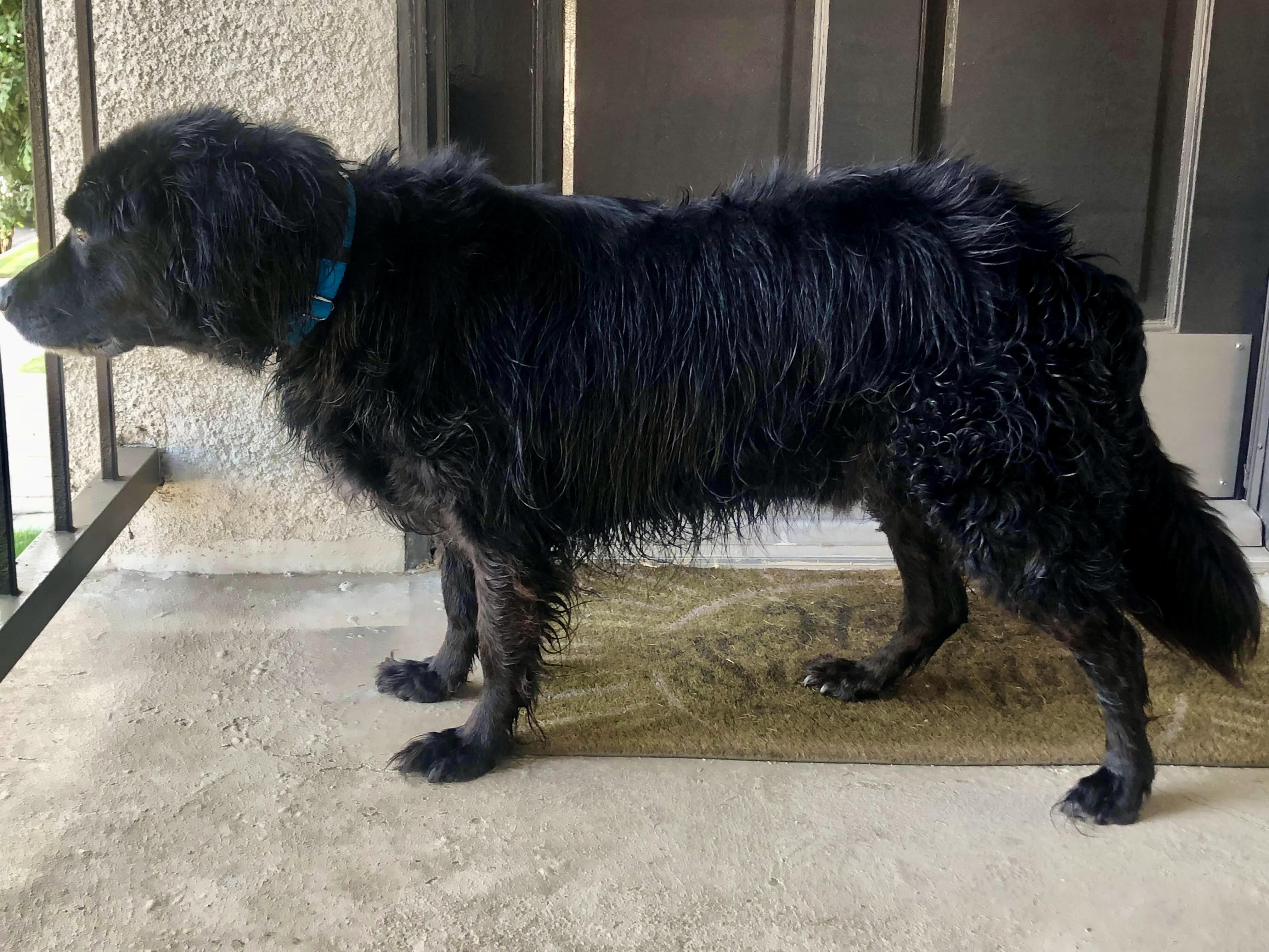 Enlarge Strider, a Adopted mixed breed in Los Angeles, CA image 4/5