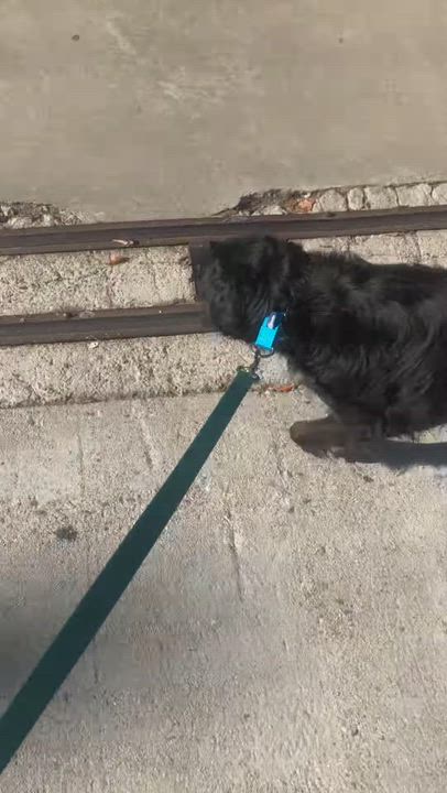 Enlarge Strider, a Adopted mixed breed in Los Angeles, CA video 5/5