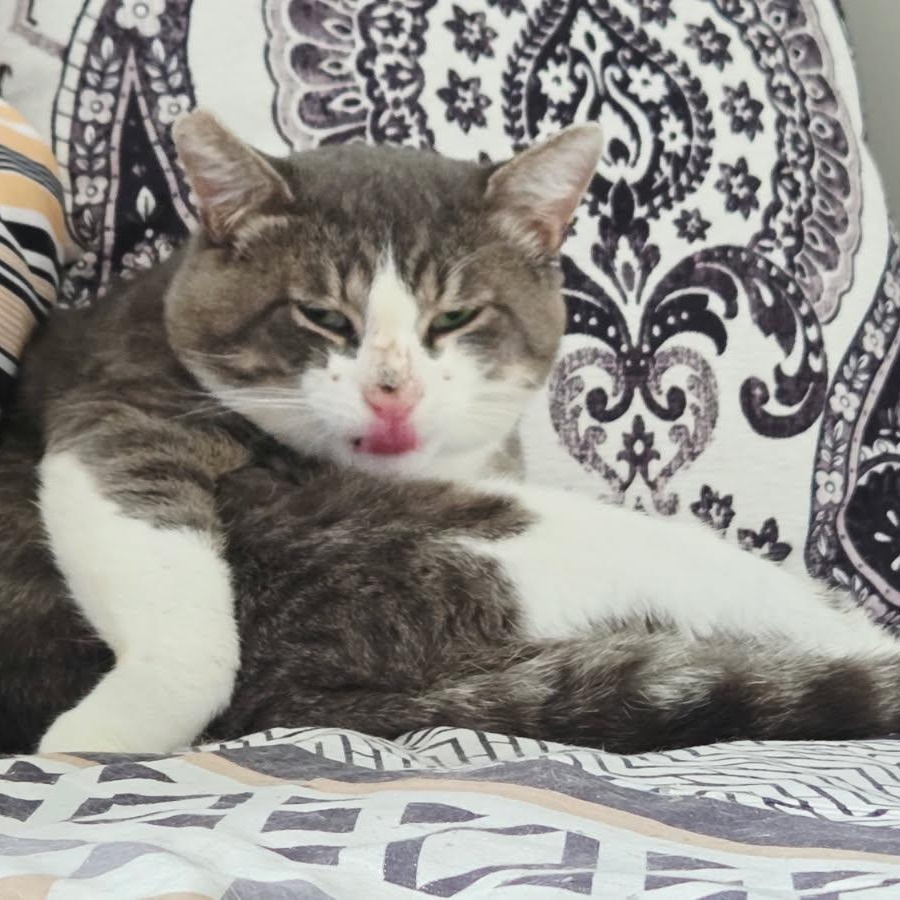 Enlarge DENZEL (M) 3YRS OLD Grey, white, a ADOPTABLE Domestic Short Hair in Ottawa, ON image 5/6