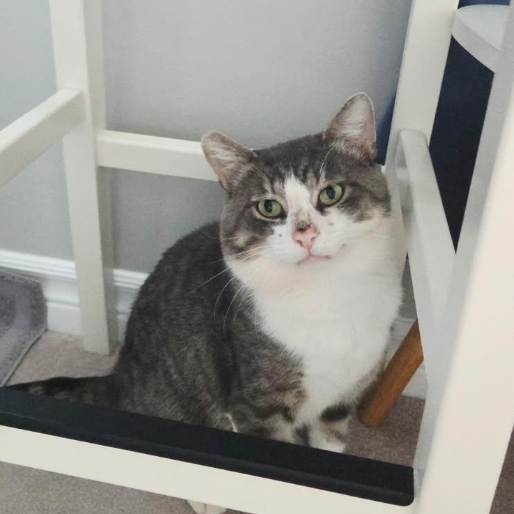 Enlarge DENZEL (M) 3YRS OLD Grey, white, a ADOPTABLE Domestic Short Hair in Ottawa, ON image 2/6