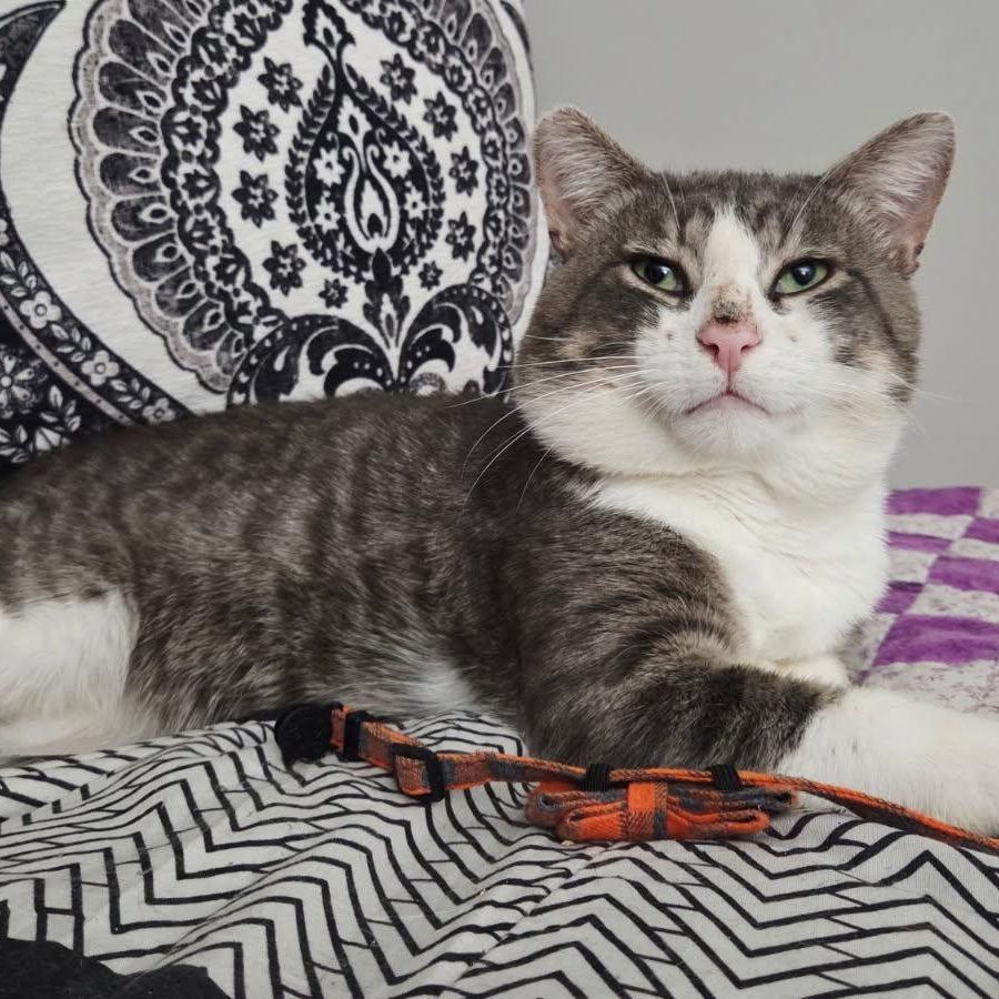 Enlarge DENZEL (M) 3YRS OLD Grey, white, a ADOPTABLE Domestic Short Hair in Ottawa, ON image 6/6
