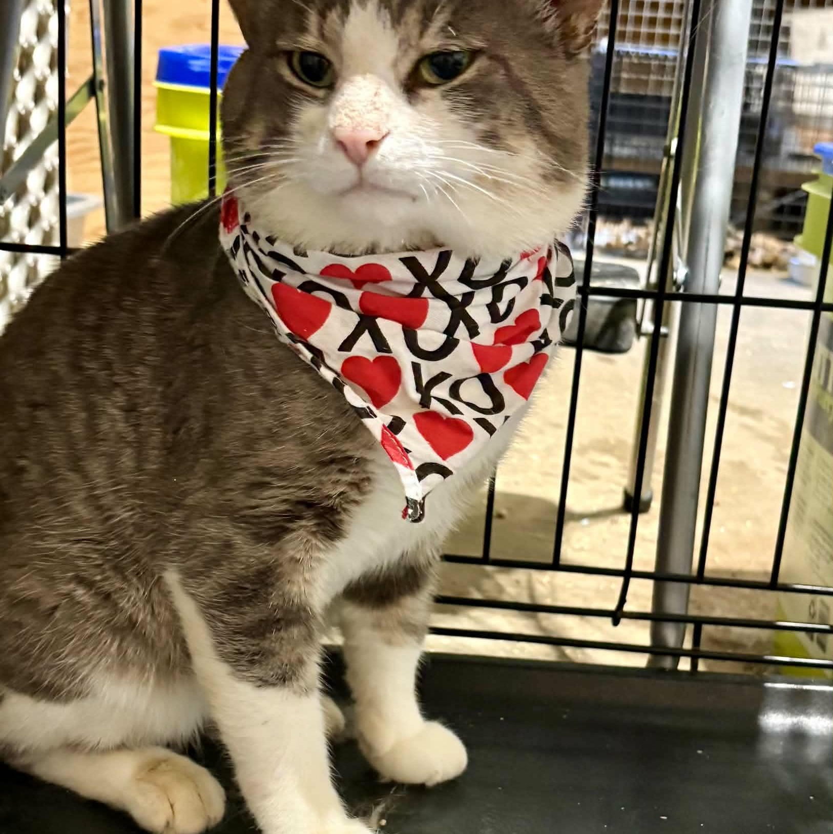 Enlarge DENZEL (M) 3YRS OLD Grey, white, a ADOPTABLE Domestic Short Hair in Ottawa, ON image 3/6