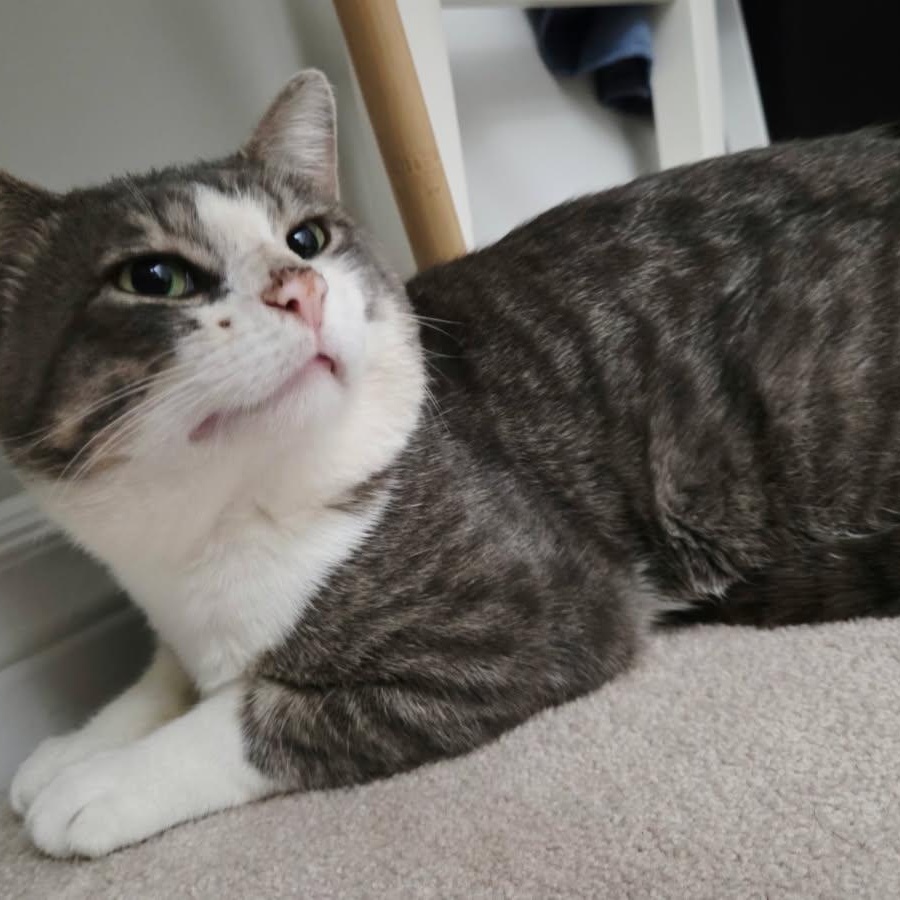 Enlarge DENZEL (M) 3YRS OLD Grey, white, a ADOPTABLE Domestic Short Hair in Ottawa, ON image 4/6