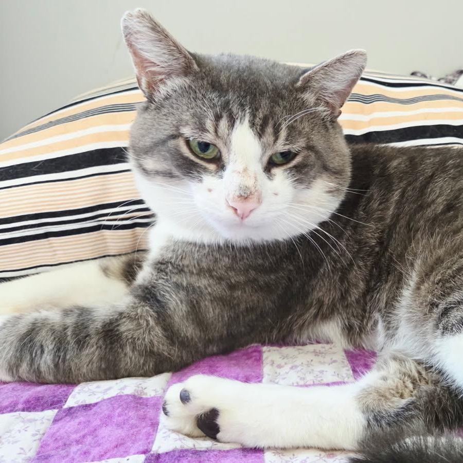DENZEL (M) 3YRS OLD Grey, white, ADOPTABLE, Adult Male Domestic Short Hair.