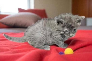 Peanut, Adoptable, Young Female Domestic Short Hair.