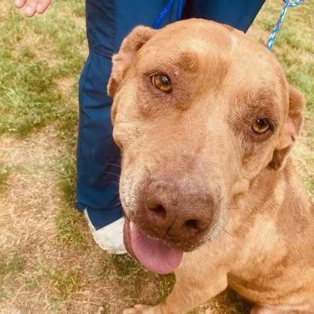 Kevin, Adoptable, Senior Male Mixed Breed.