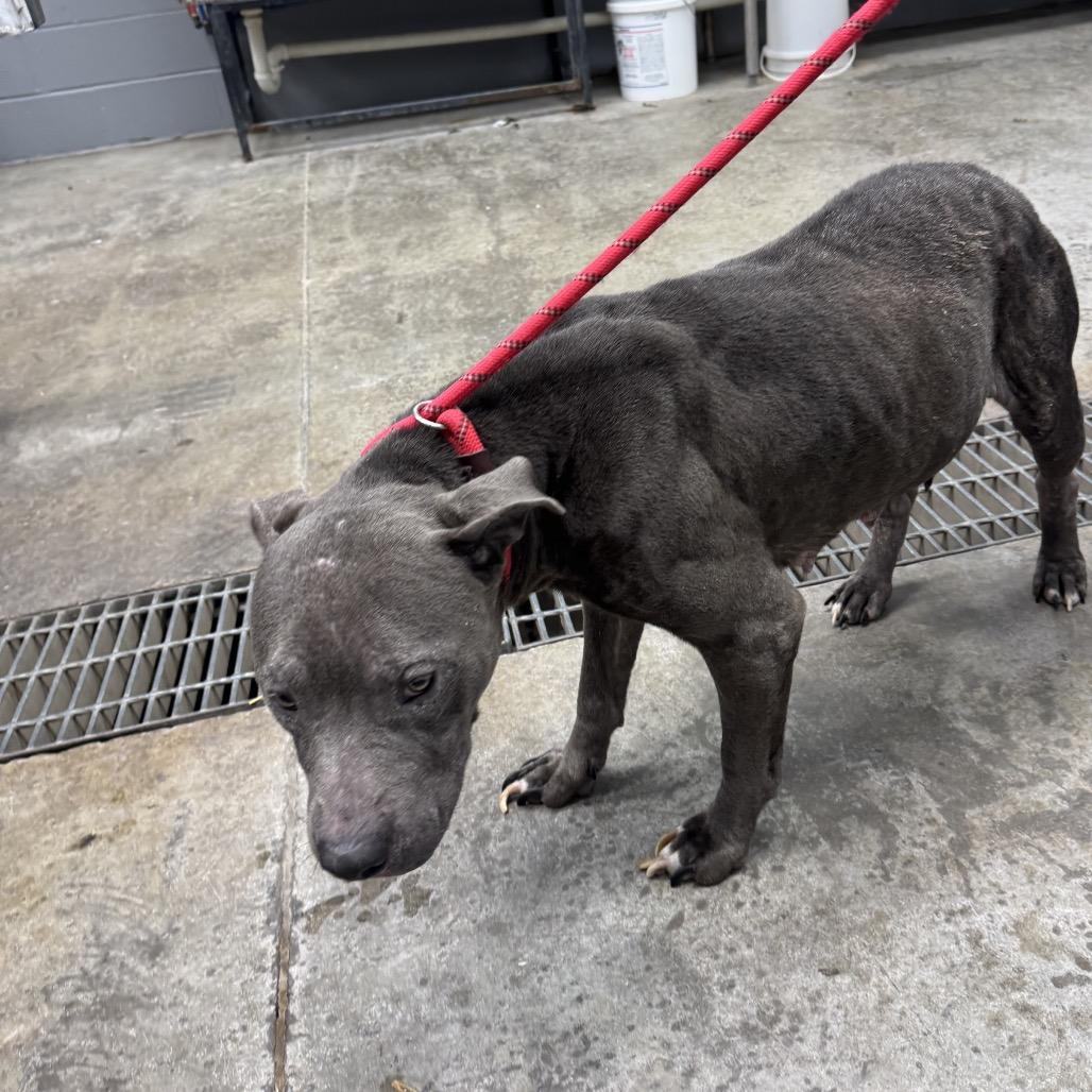 Enlarge Tinker Bell, a Adoptable mixed breed in Morganfield, KY image 1/4