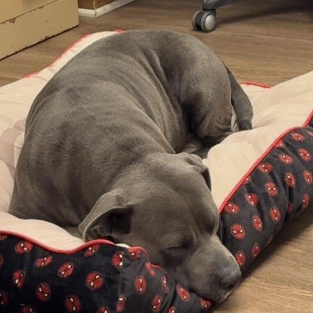 Enlarge Tinker Bell, a Adoptable mixed breed in Morganfield, KY image 2/4