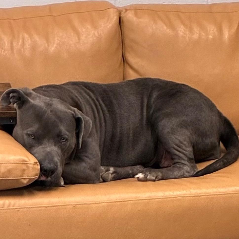 Enlarge Tinker Bell, a Adoptable mixed breed in Morganfield, KY image 3/4