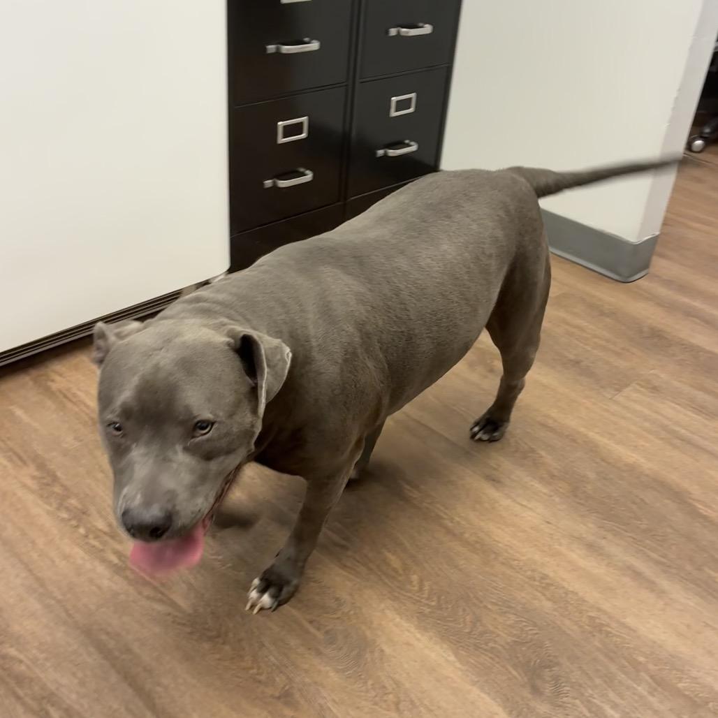 Enlarge Tinker Bell, a Adoptable mixed breed in Morganfield, KY image 4/5