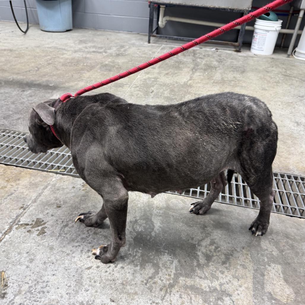 Enlarge Tinker Bell, a Adoptable mixed breed in Morganfield, KY image 3/3
