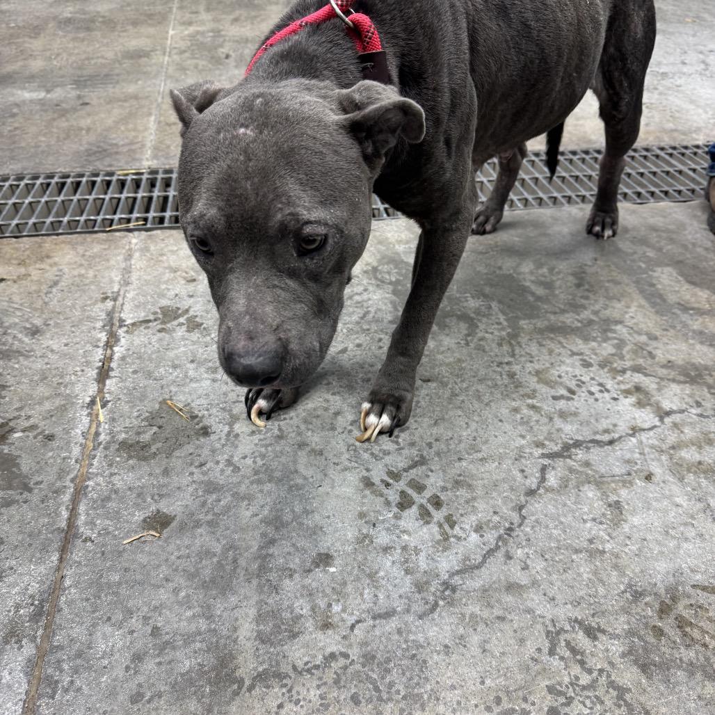 Enlarge Tinker Bell, a Adoptable mixed breed in Morganfield, KY image 4/4