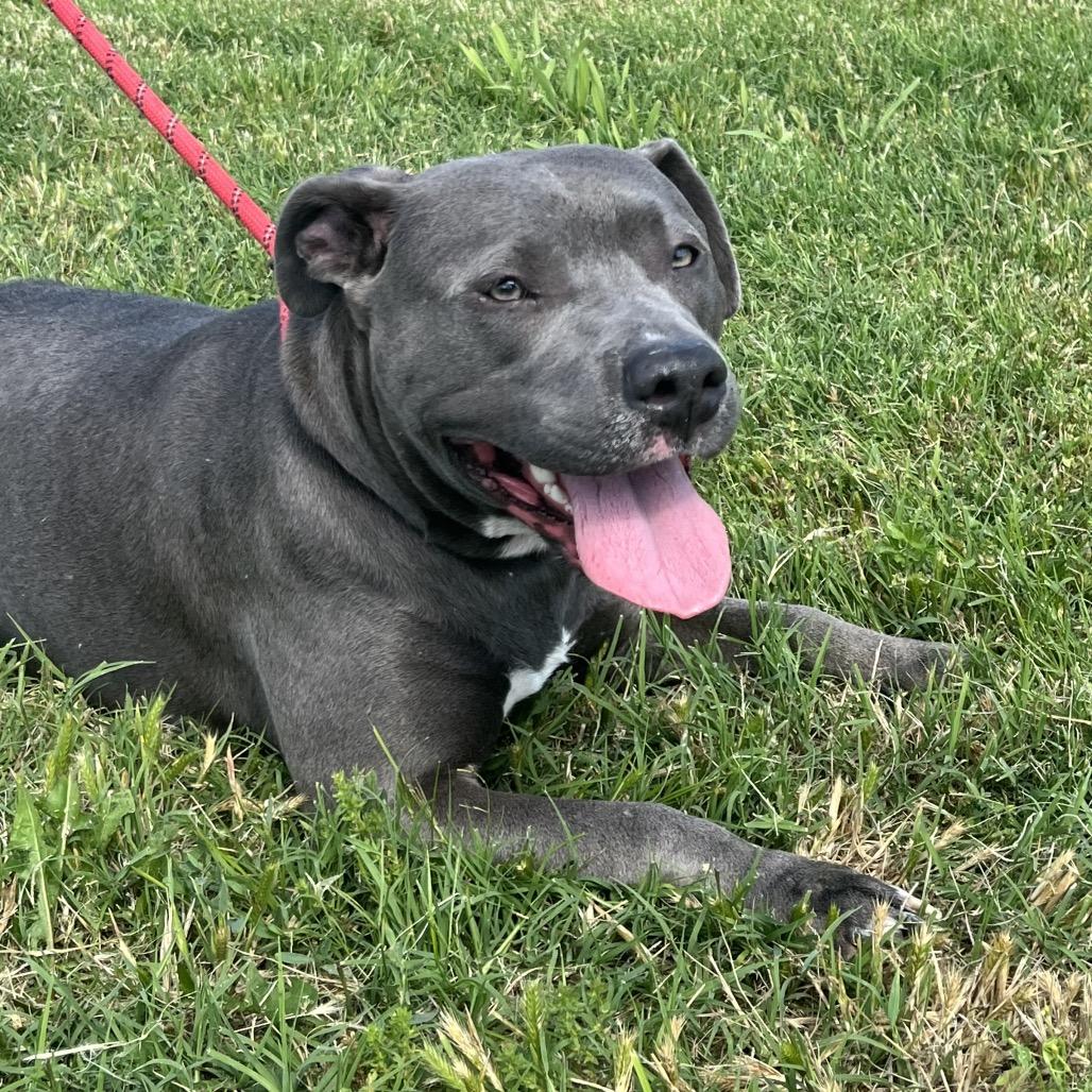 Enlarge Tinker Bell, a Adoptable mixed breed in Morganfield, KY image 5/5