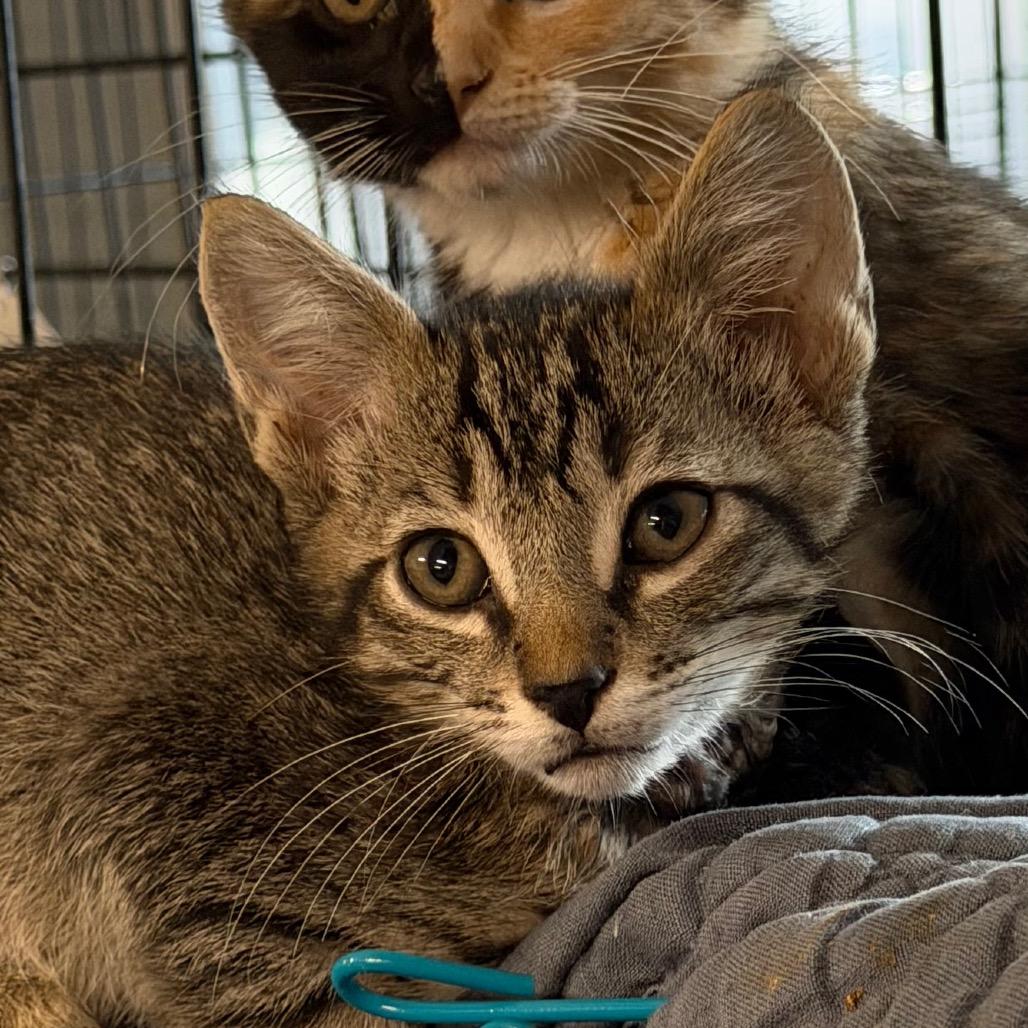 Bottie, Adoptable, Kitten Male Domestic Short Hair.