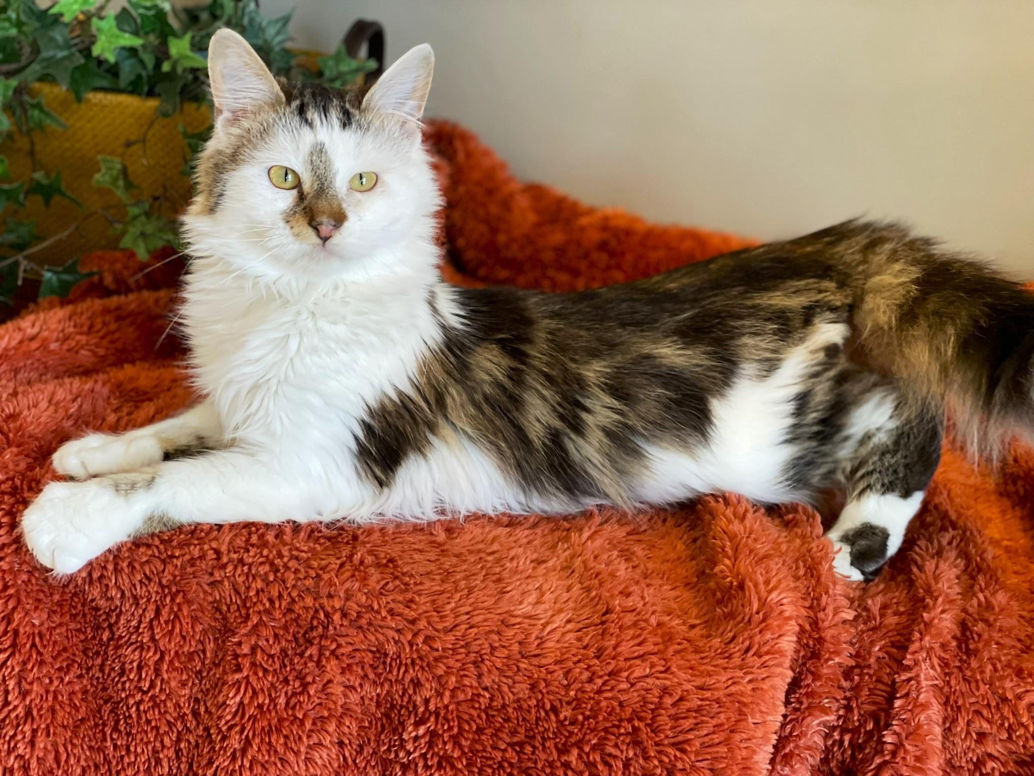 Frank @ Canton PetSmart Habitat Michigan Ave, adopted, Young Male Domestic Long Hair.
