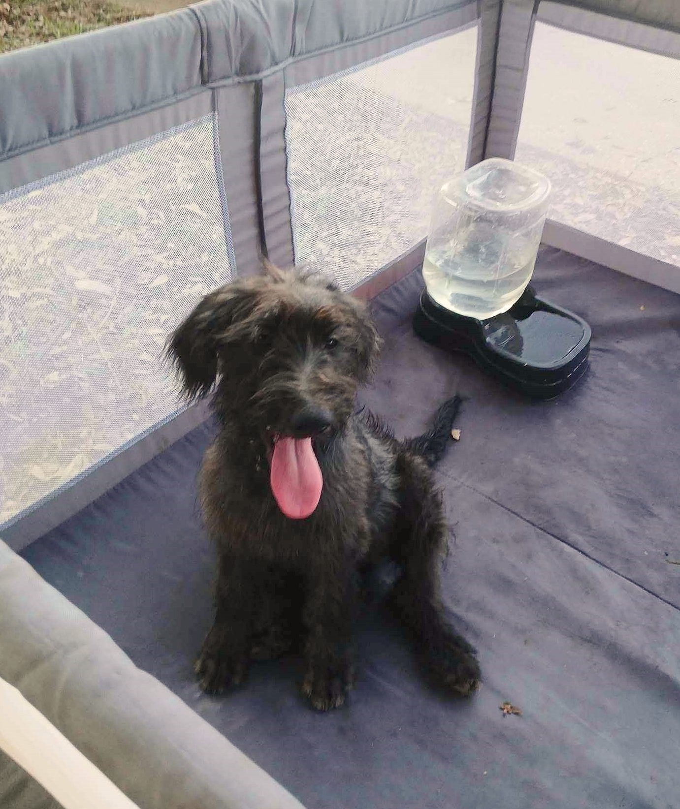 Dog for adoption Daisy, a Labradoodle Mix in kutztown, PA Petfinder