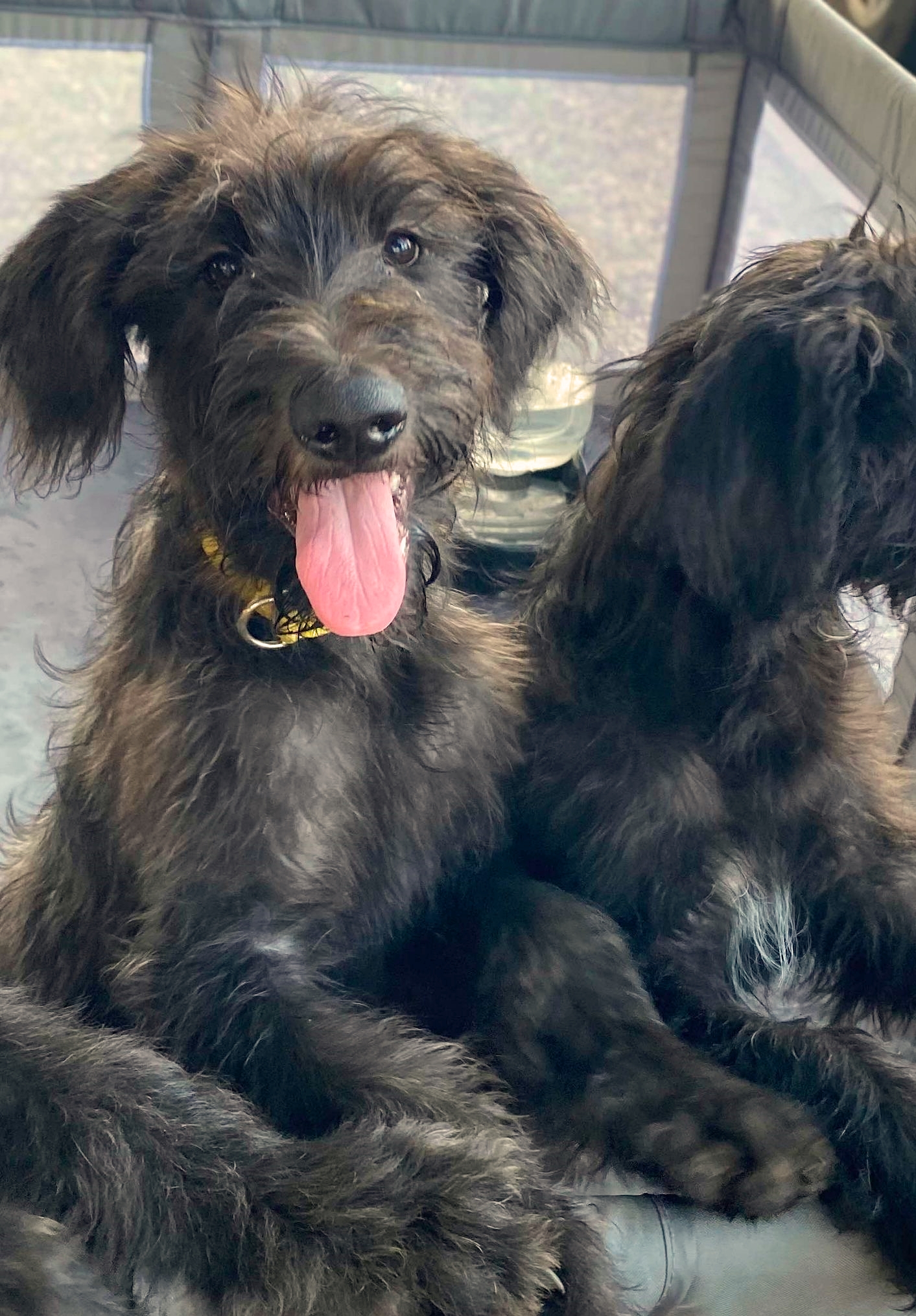 Dog for adoption Daisy, a Labradoodle Mix in kutztown, PA Petfinder