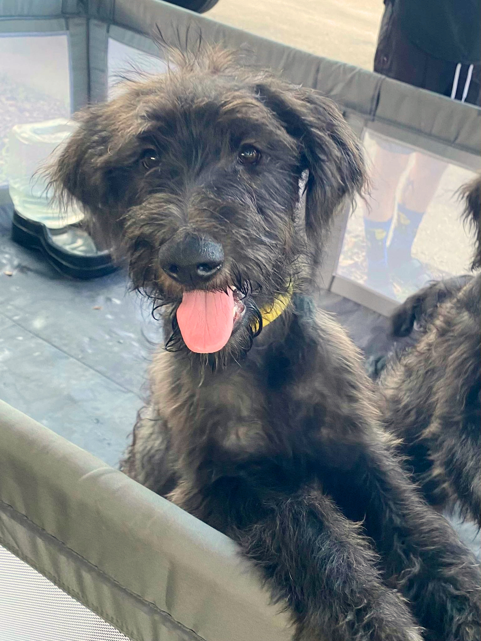 Dog for adoption Daisy, a Labradoodle Mix in kutztown, PA Petfinder