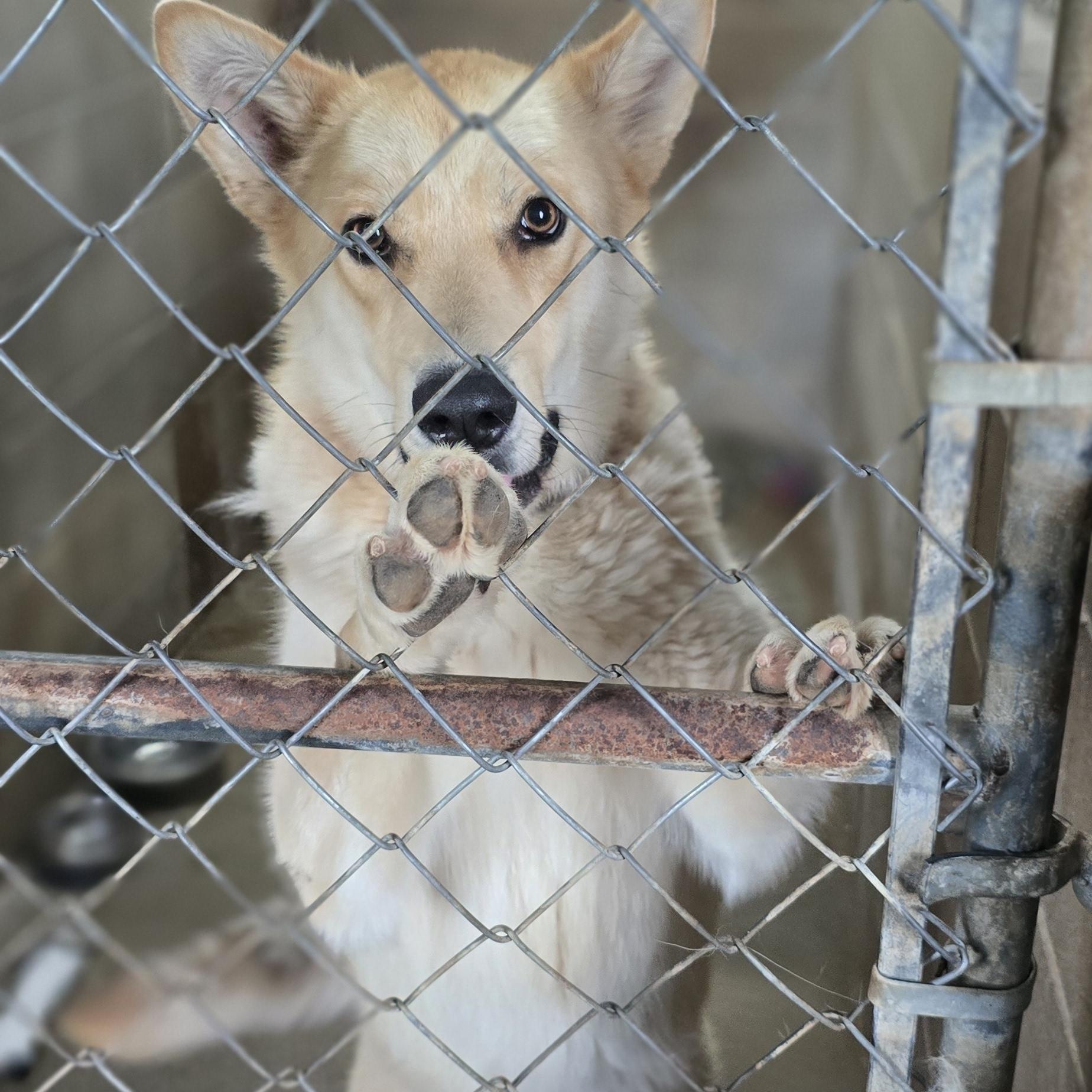 Bruno, ADOPTABLE, Adult Male German Shepherd Dog.