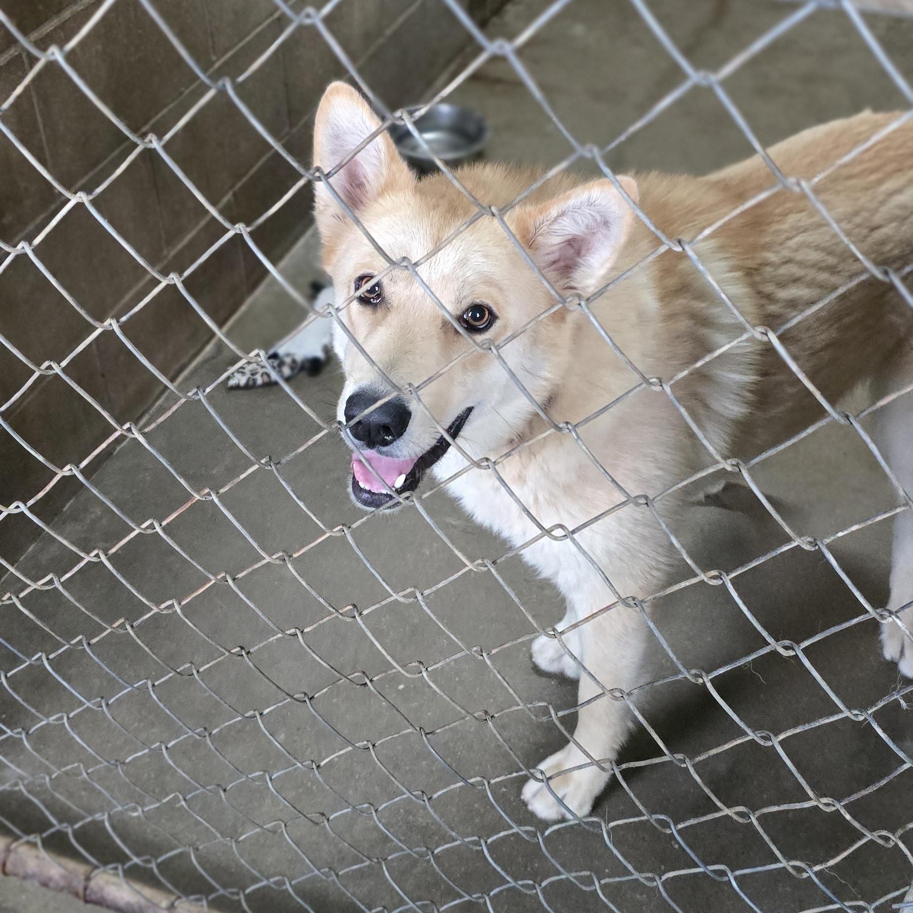 Enlarge Bruno, a ADOPTABLE mixed breed in Petersburg, IN image 2/2